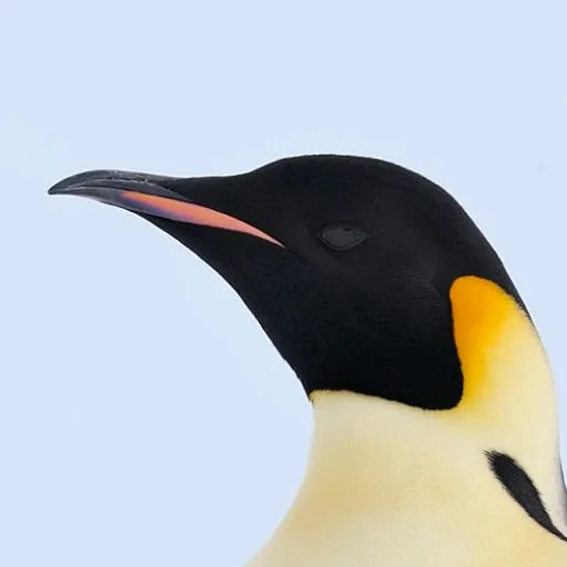penguin.feather