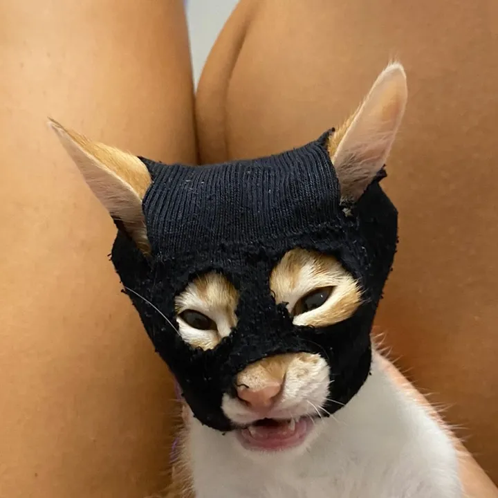 cirooscugnizz