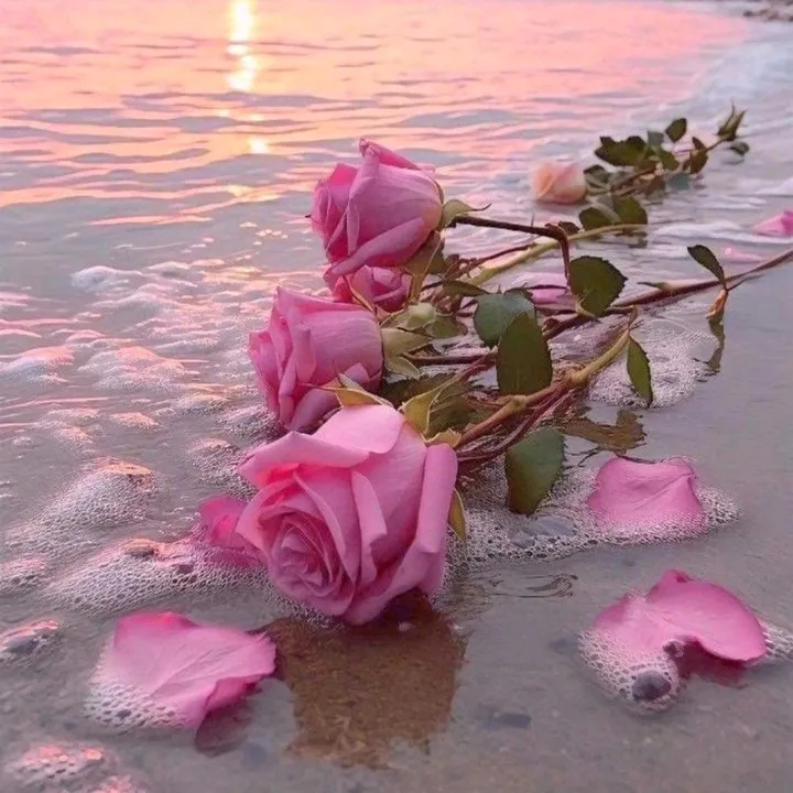 ay__nature