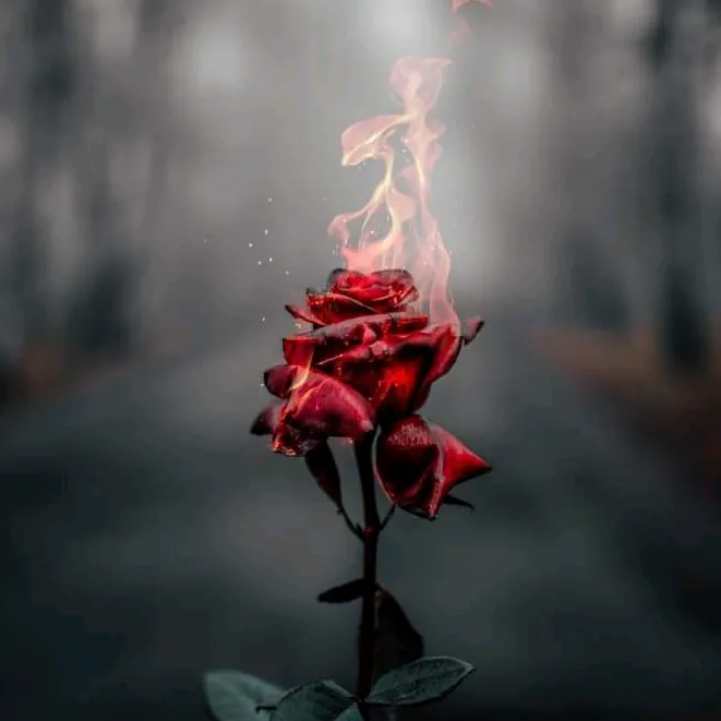 mohammad_soltani_