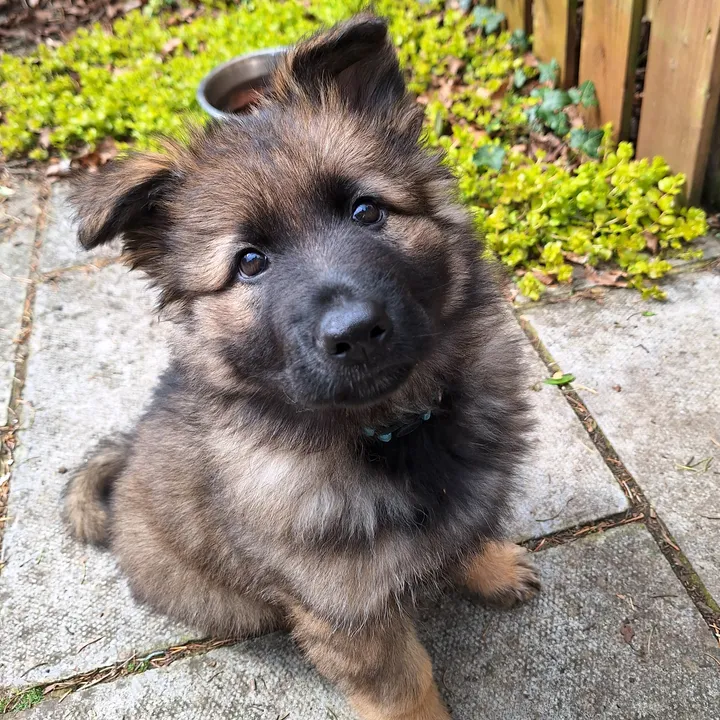 arniethegsd