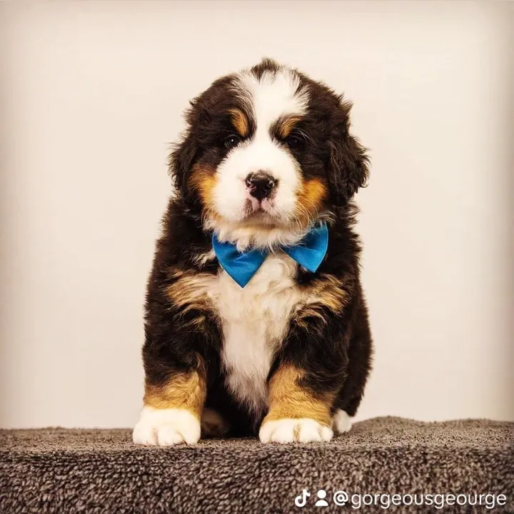 gorgeous._george