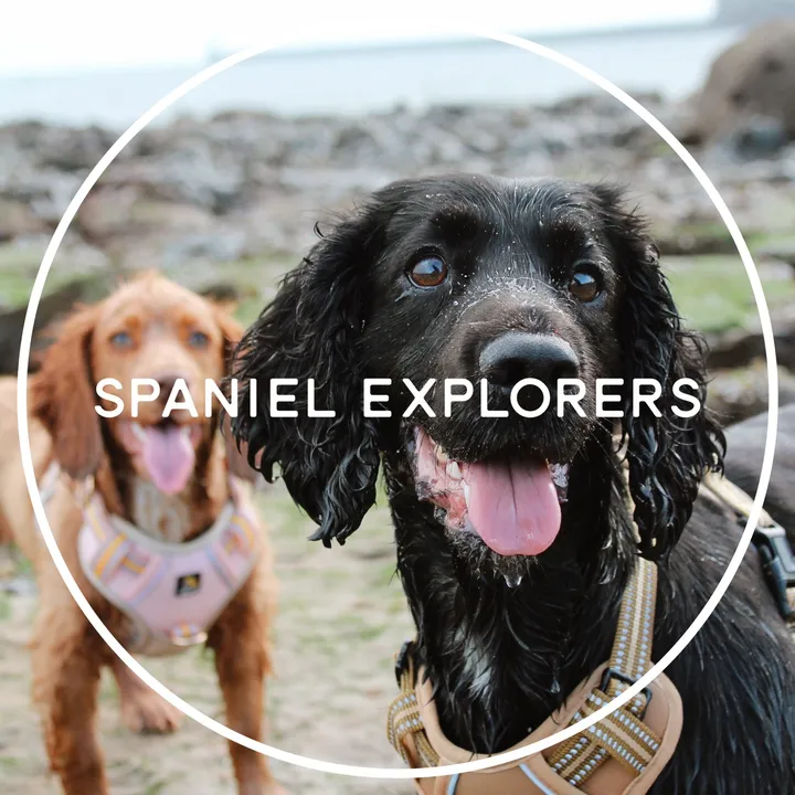 spanielexplorers