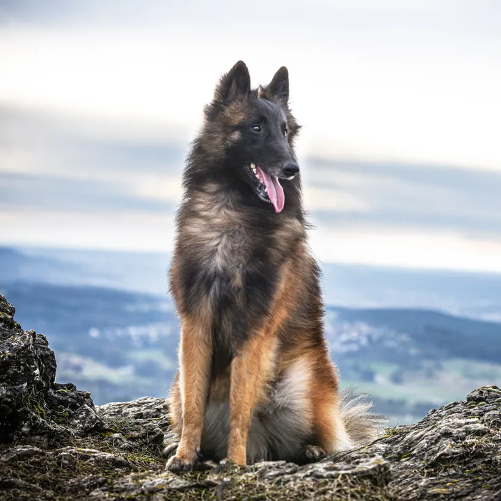 sly_glueckshund
