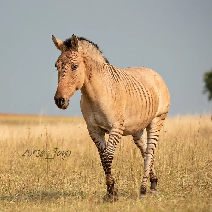 zorse_tayo