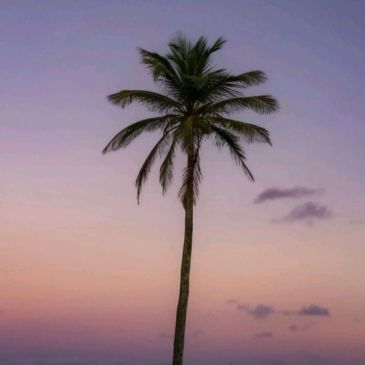 🎶 🌴 - original sound