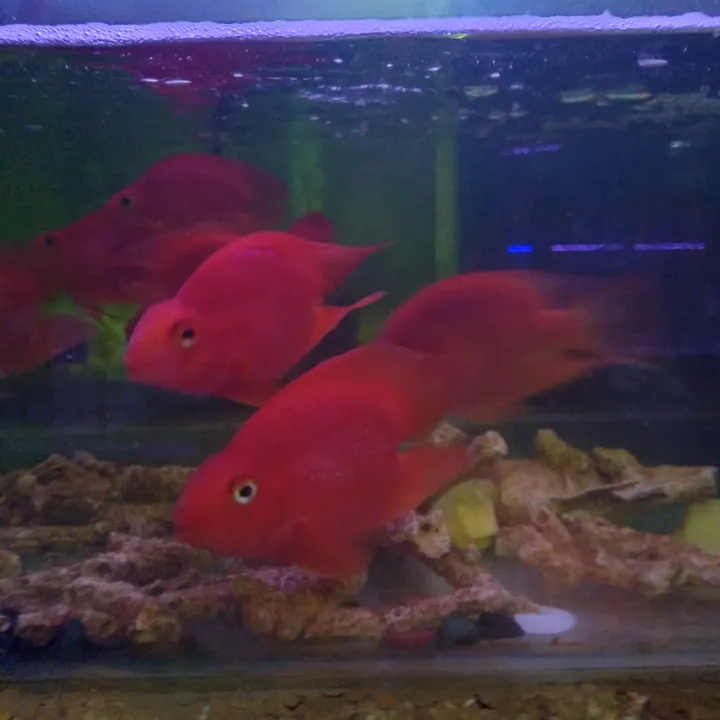 vijayaquarium