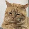 malungcat