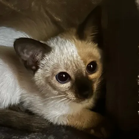 blueberryeyecat