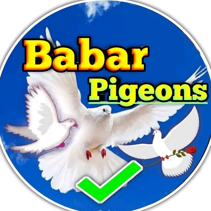babarpigeonsclub